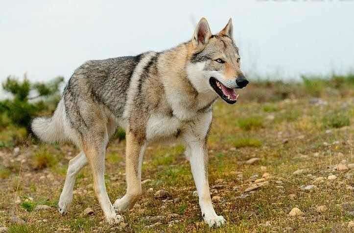 狼犬的品种图片