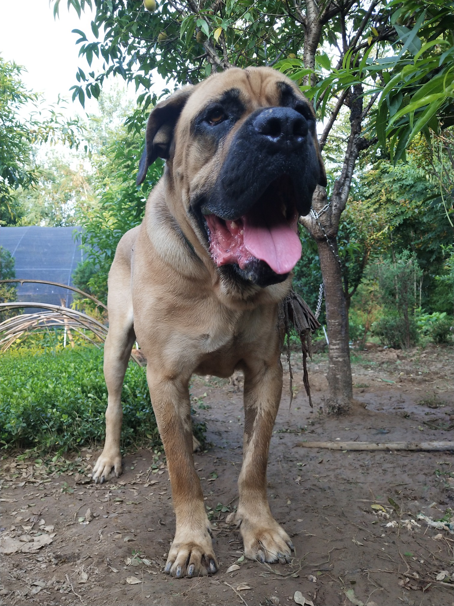 马士提夫獒犬换恶霸