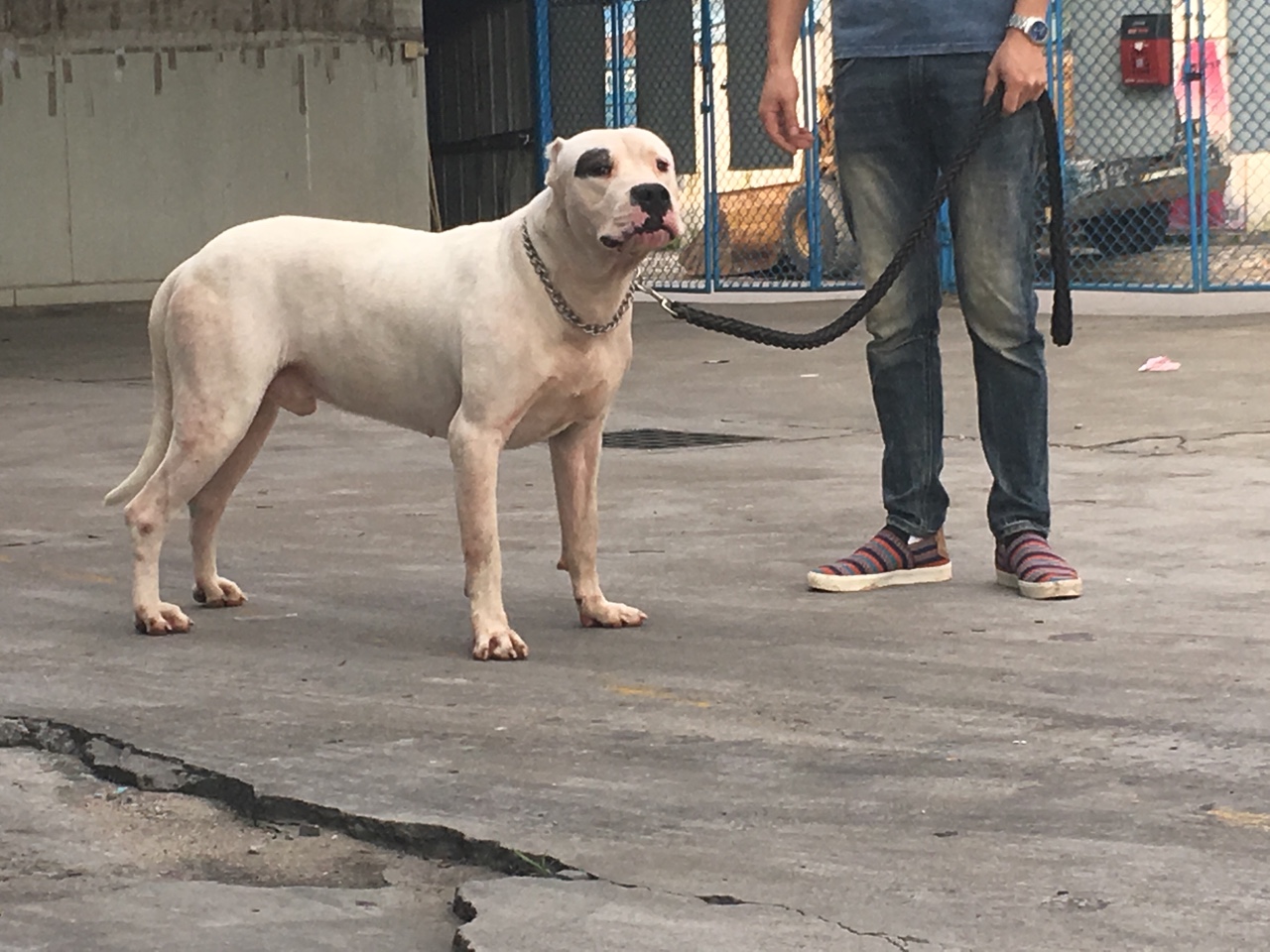 因工作调动原因,贱卖双血统公杜高 - 杜高犬交易 - 猛犬俱乐部-中国
