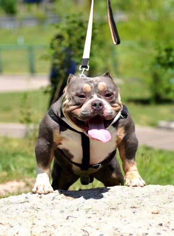 恶霸犬交易 - 猛犬俱乐部-中国具有影响力的猛