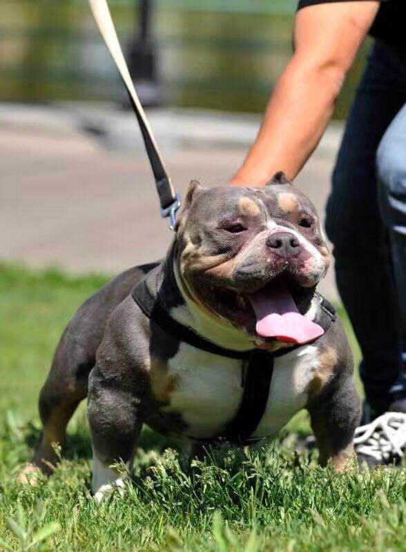 恶霸犬交易 - 猛犬俱乐部-中国具有影响力的猛