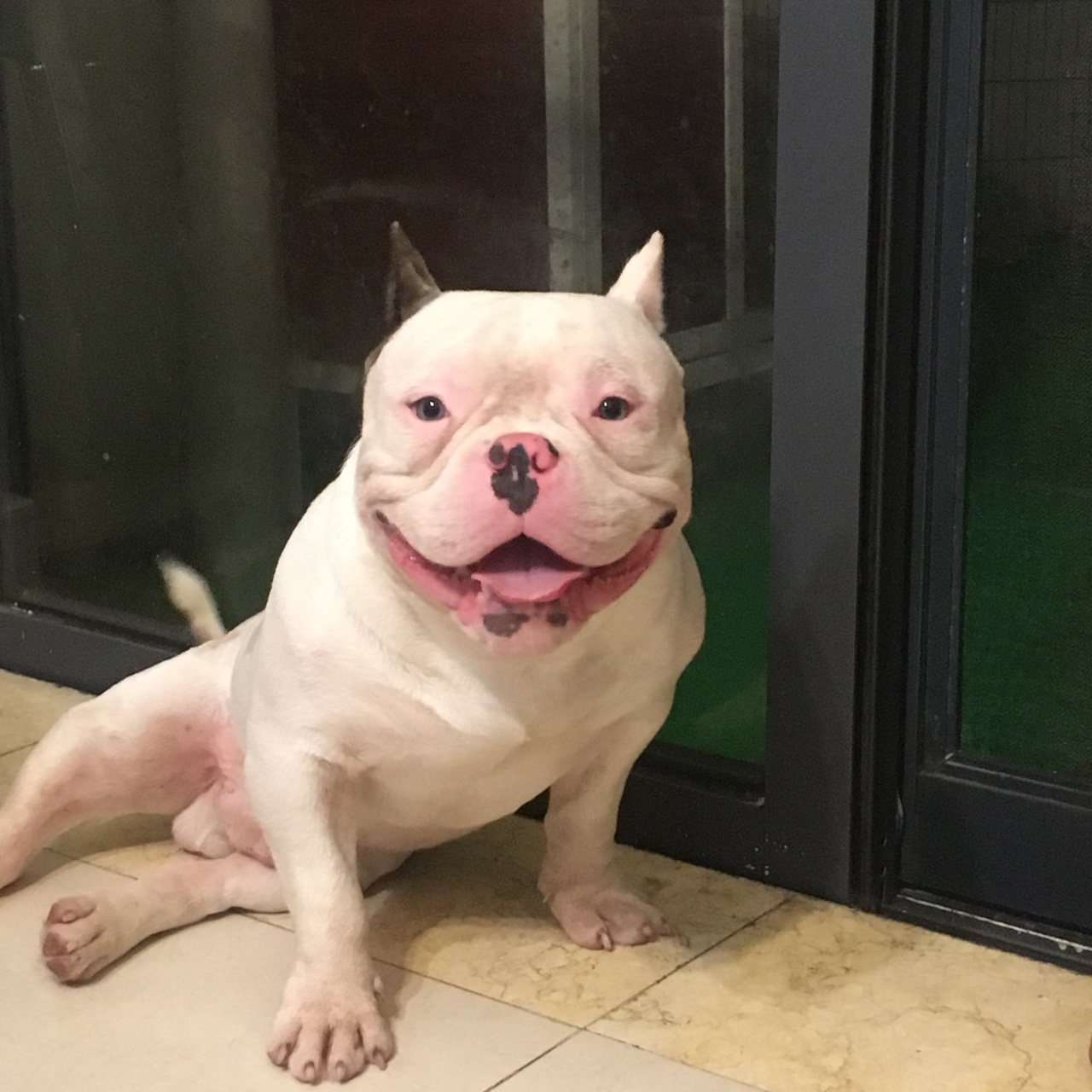 出售ice儿子,纯白恶霸公 - 恶霸犬交易 - 猛犬俱乐