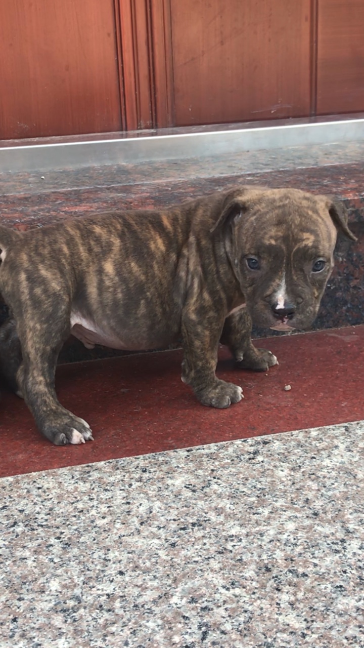 虎皮,丁香小恶霸便宜出售