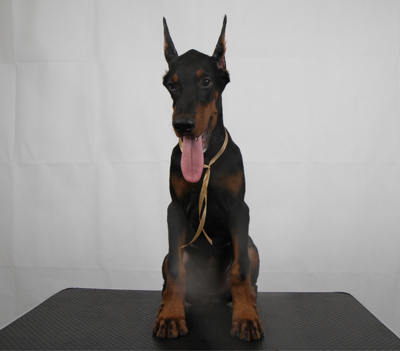 耳朵已立几只高品质黑母江苏强心脏德系杜宾犬舍