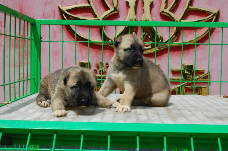 坎高犬图片大全 幼犬图片