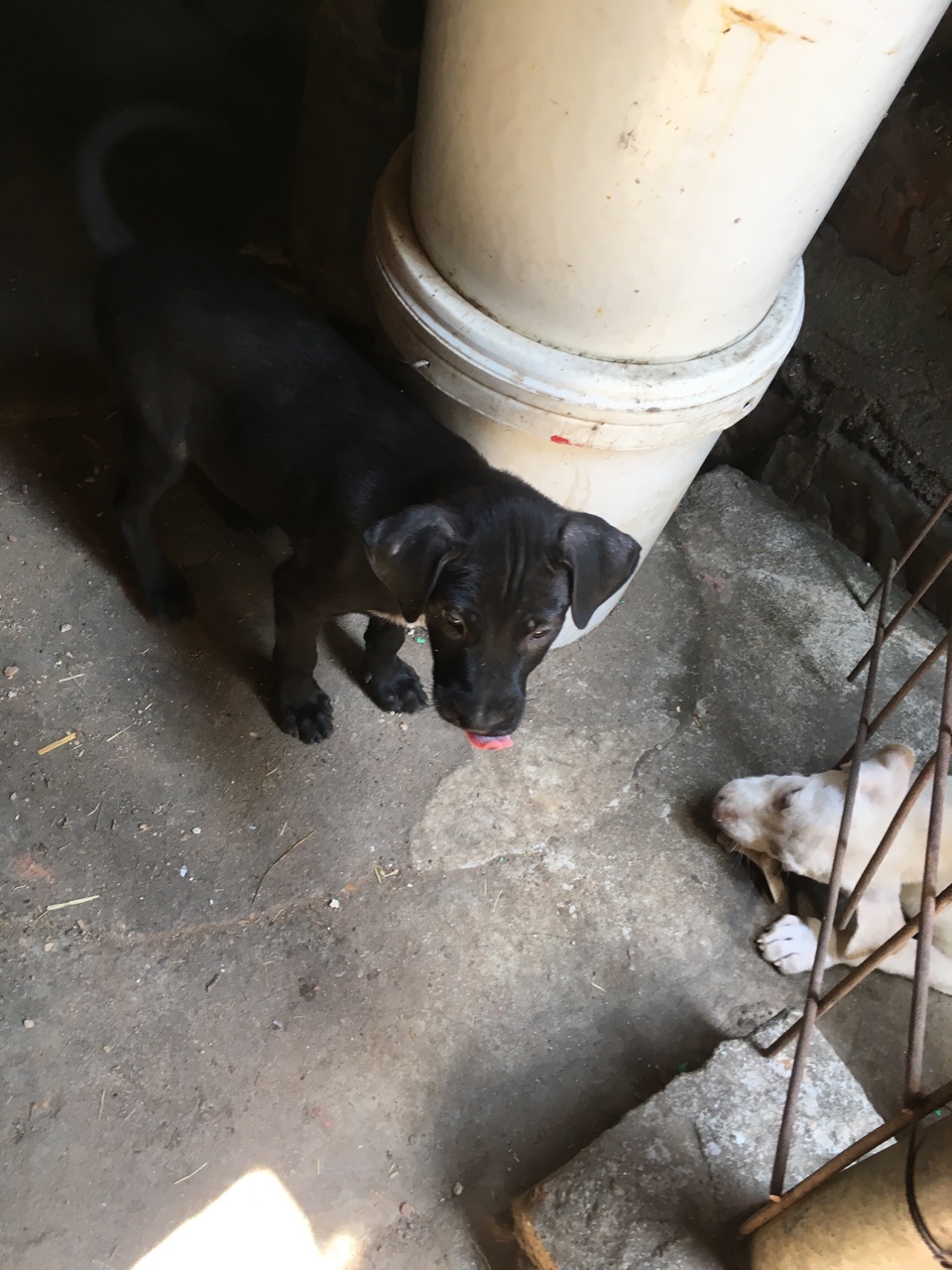 自家比特串出售300一条或者拿换马犬