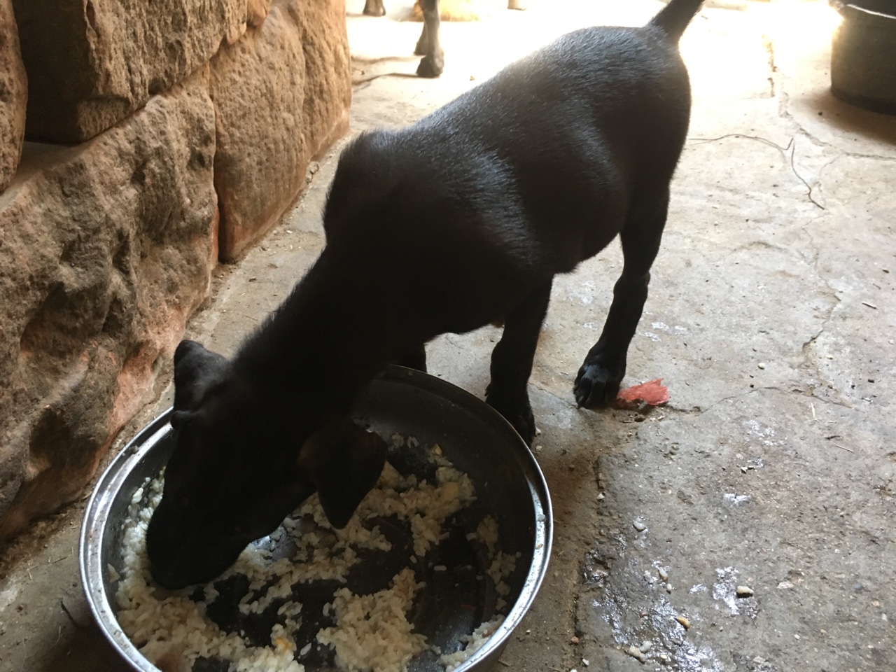 自家比特串出售300一條或者拿換馬犬