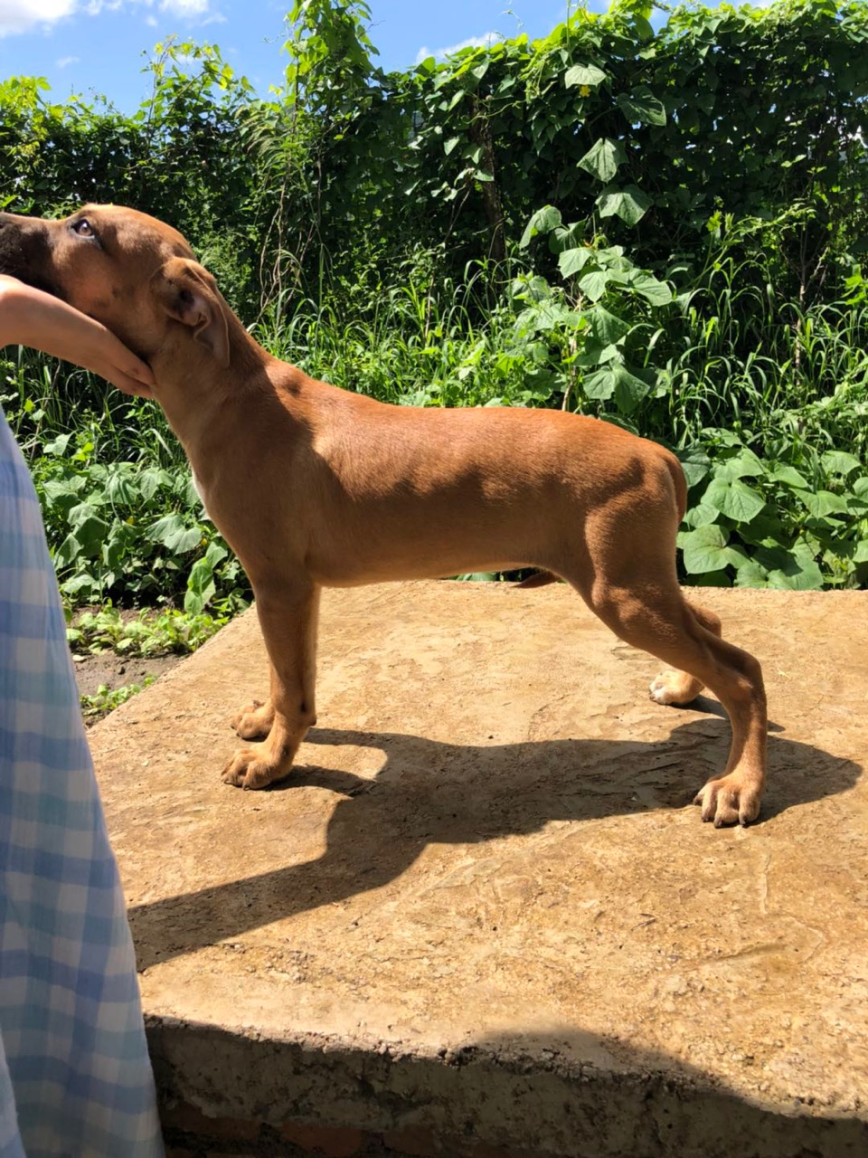 四胜卡特 配 基多孙女 小母 三个月 喜欢联系!