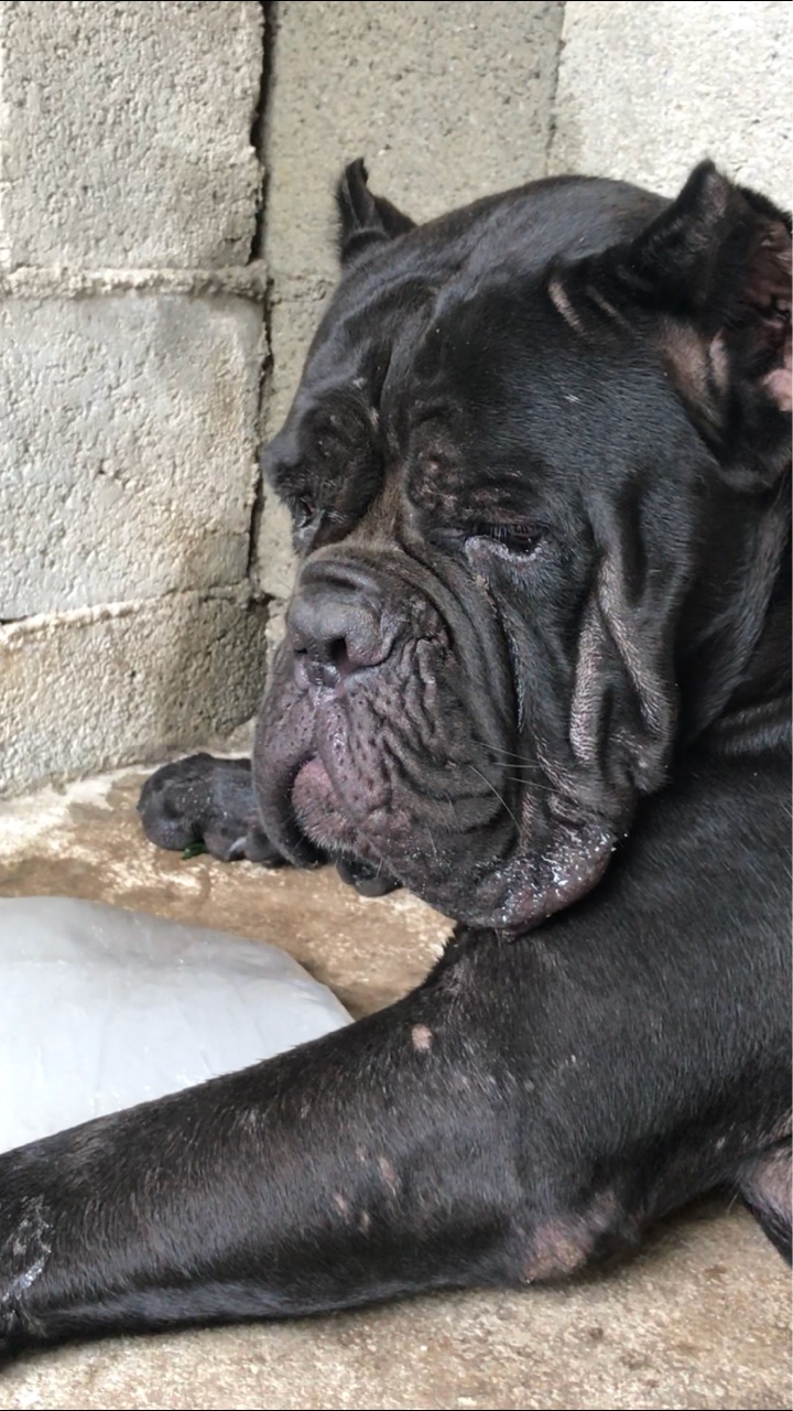 波赛冬之女 巴萨 新母