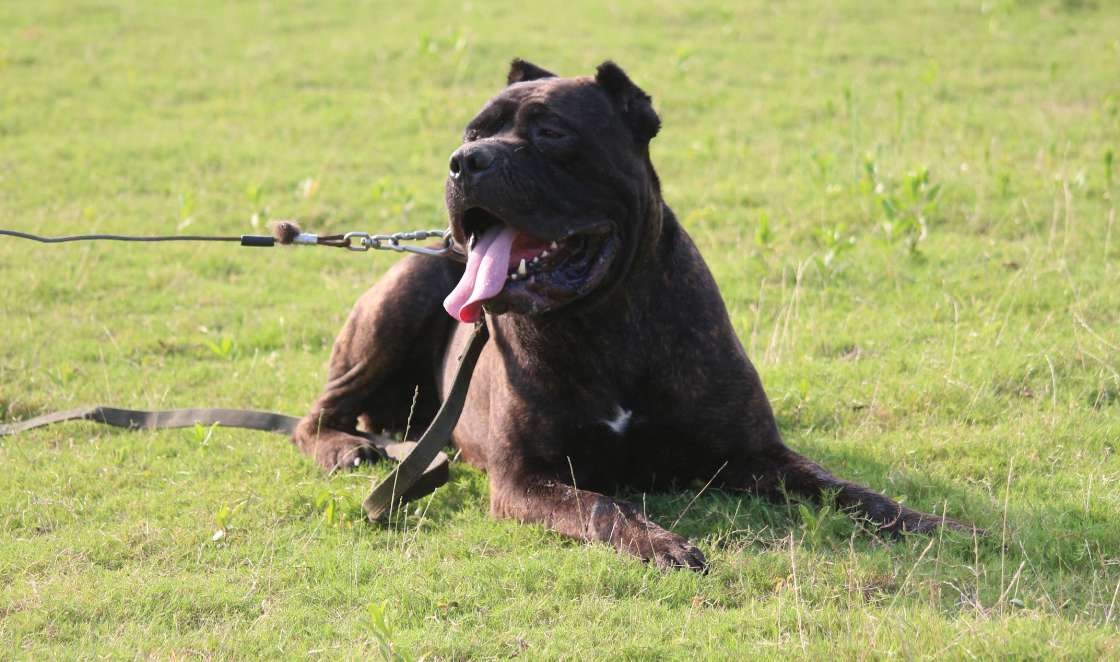 黑虎斑种公对外出售.