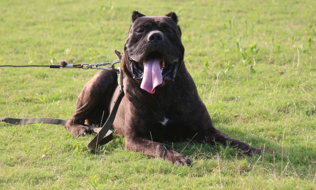 黑虎斑种公对外出售.