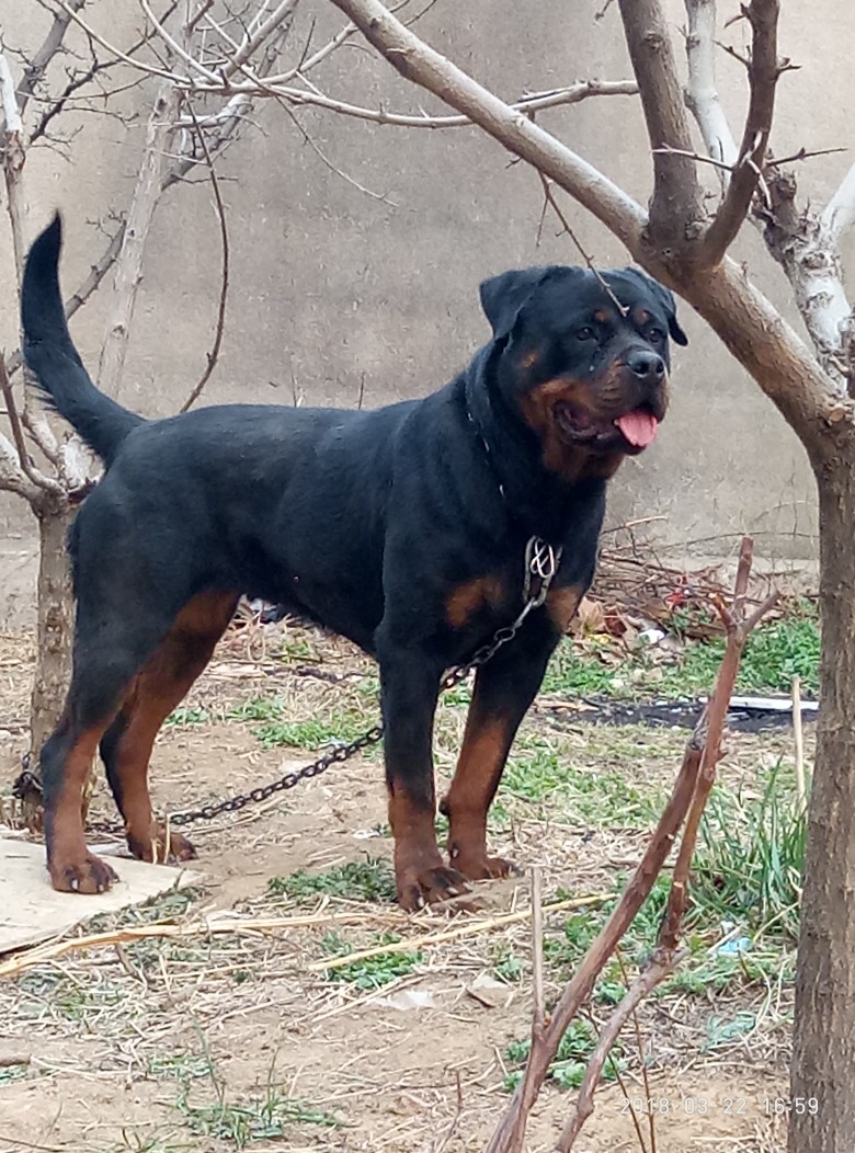 德国登录冠军艾维斯女儿搭配阿康后代两千出售 - 罗威纳交易 - 猛犬