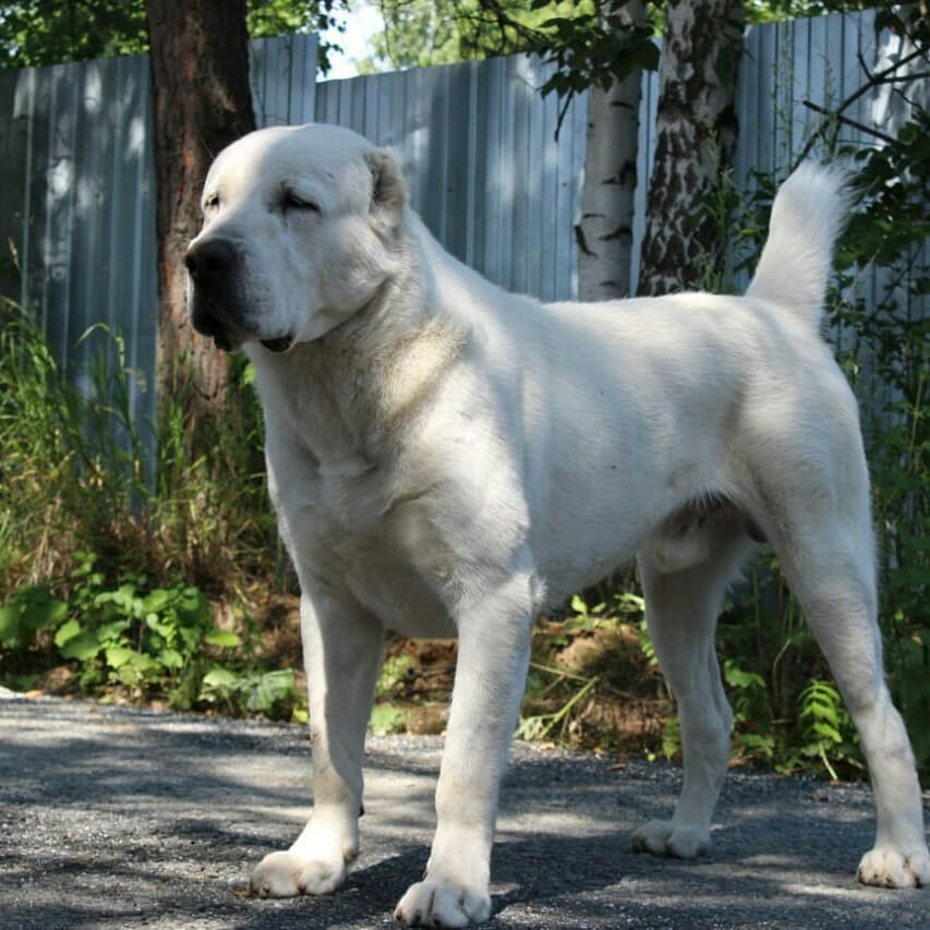 搜集的美图 俄罗斯朋友饲养的阿拉拜