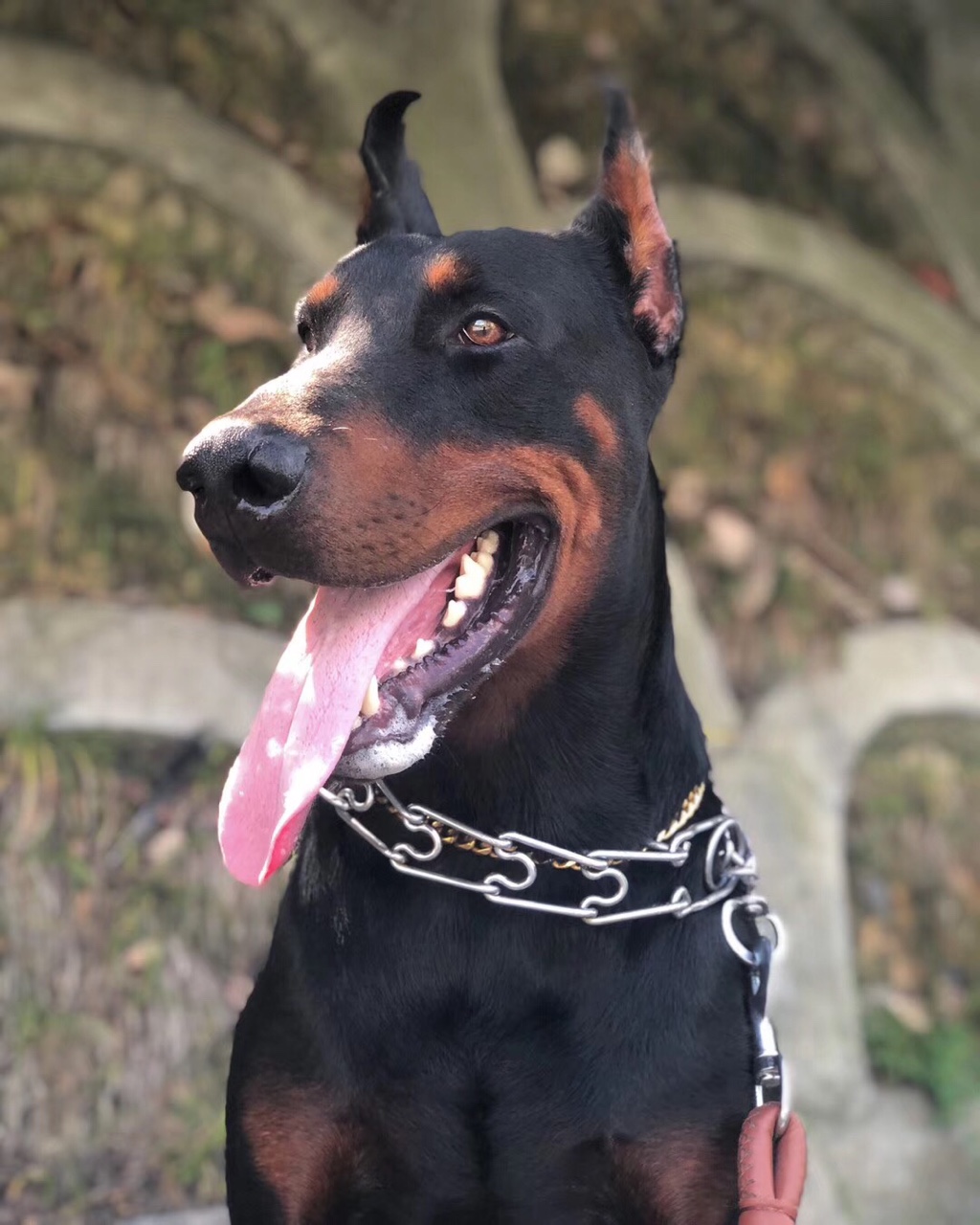 出售成年带科目杜宾犬