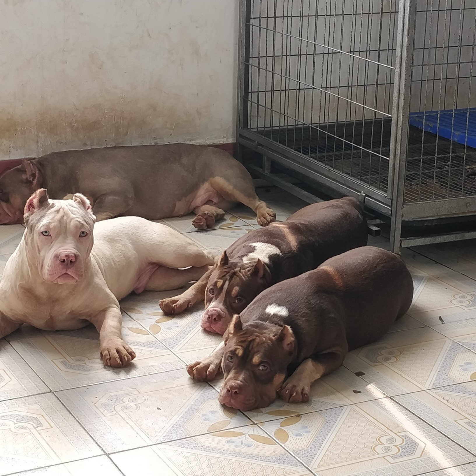白色恶霸犬7个月父母优秀