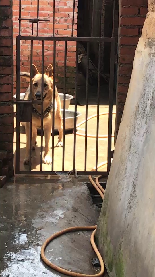 昆明犬高品质昆明犬黑背