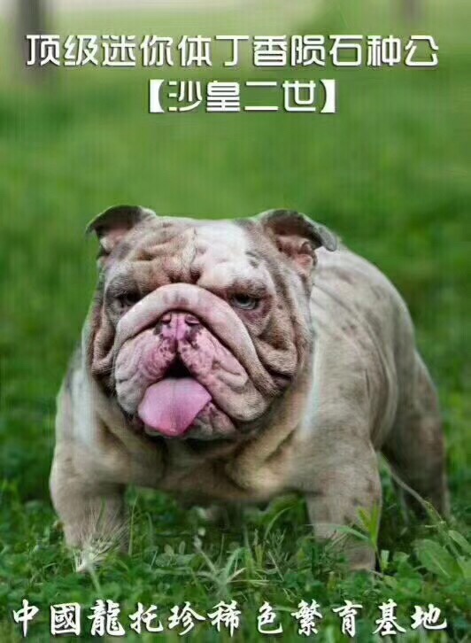 巧克力陨石包金英牛