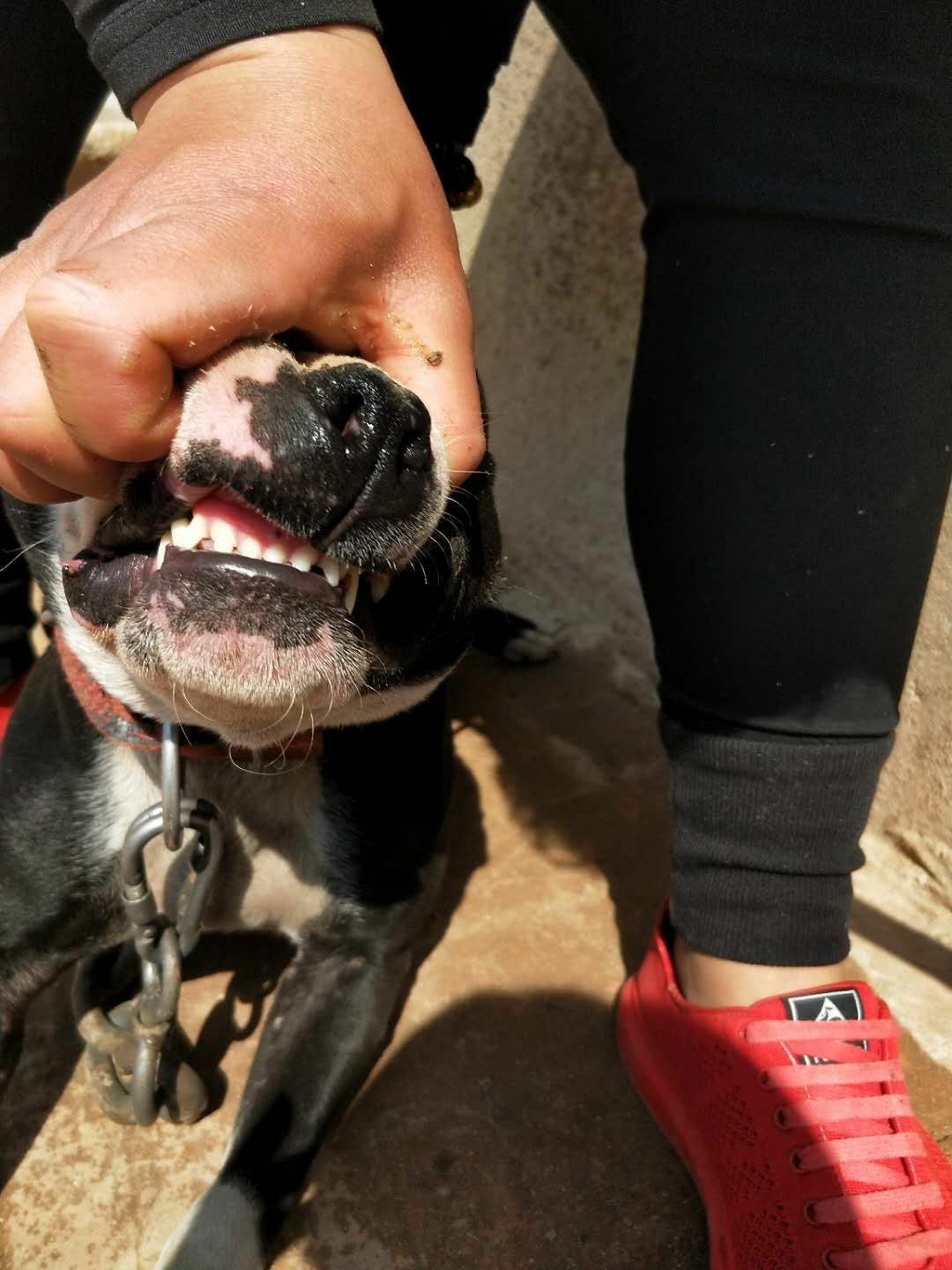 比特犬基多图片