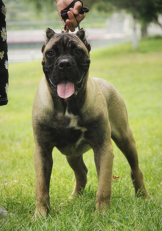 铁面小公 - 卡斯罗交易 - 猛犬俱乐部-中国具有影响力的猛犬网站