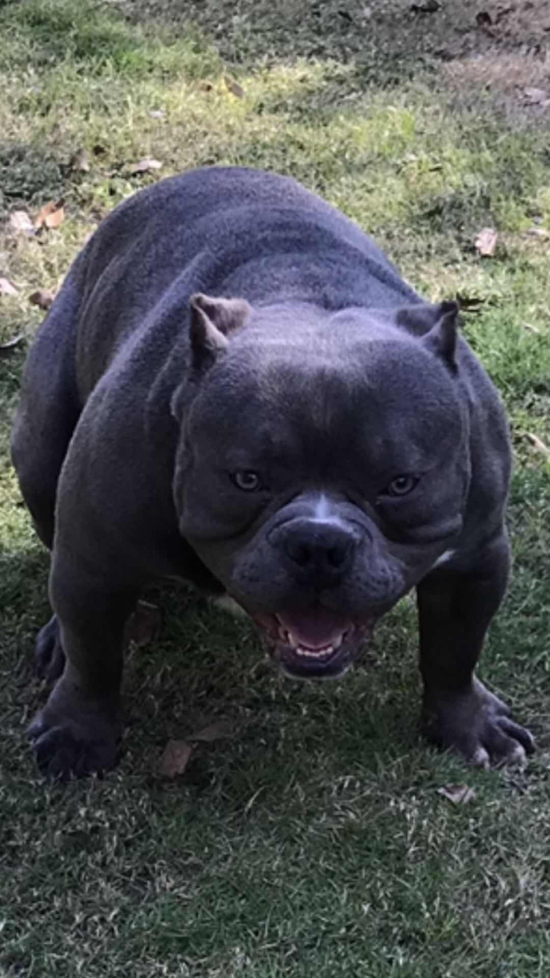 红警儿子 找个好人家纯蓝色