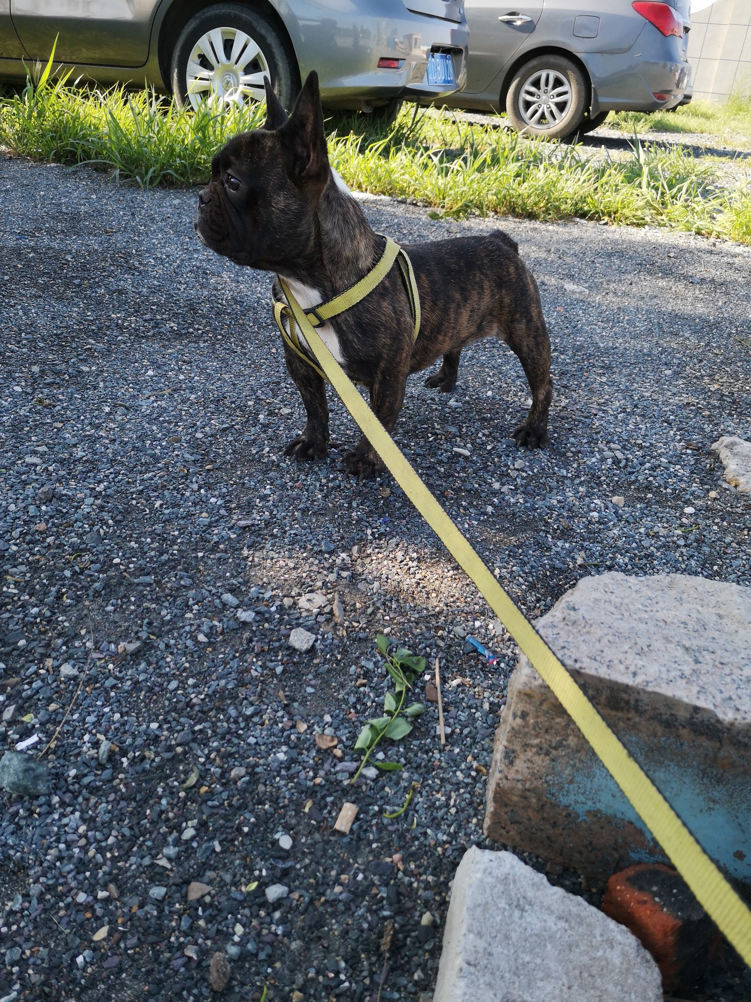 虎皮小体法牛繁殖母低价出