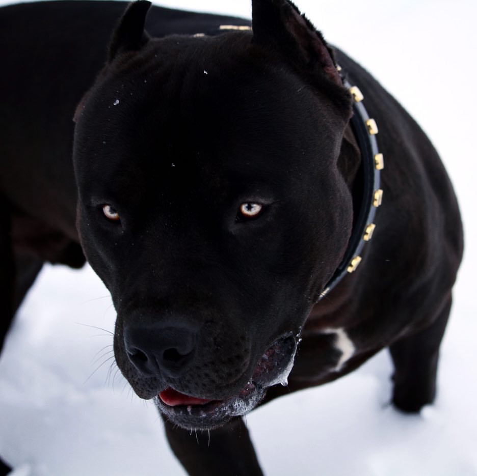 黑色的猎犬 品种图片图片
