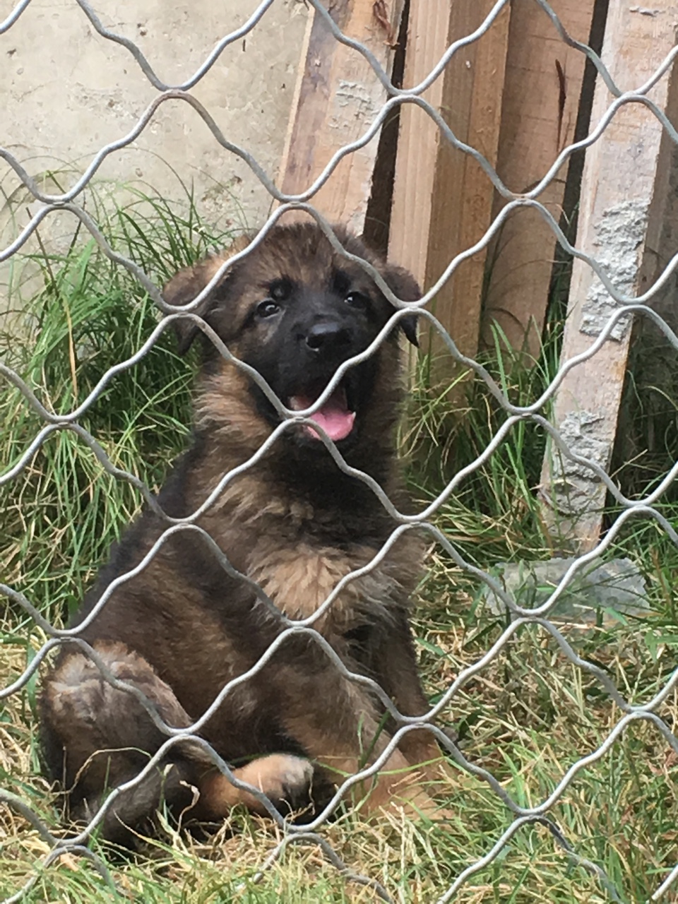 高品质狼灰德牧