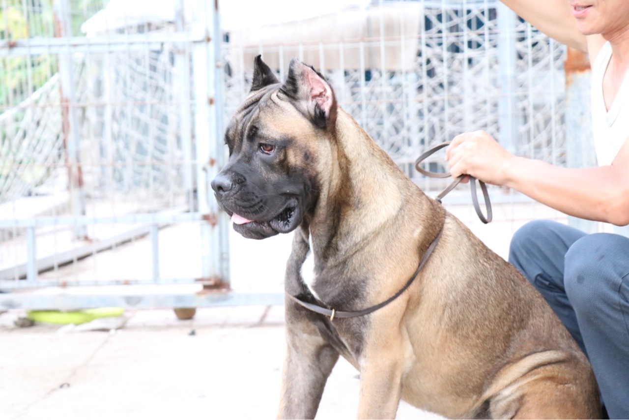 特价出售豪华血统铁面母 - 卡斯罗交易 - 猛犬俱乐部-中国具有影响力