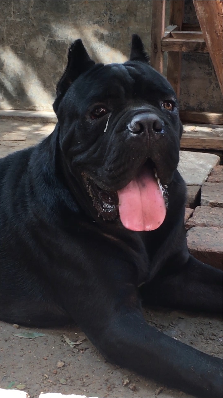 求购黑色卡斯罗公 - 卡斯罗交易 - 猛犬俱乐部-中国具有影响力的猛犬