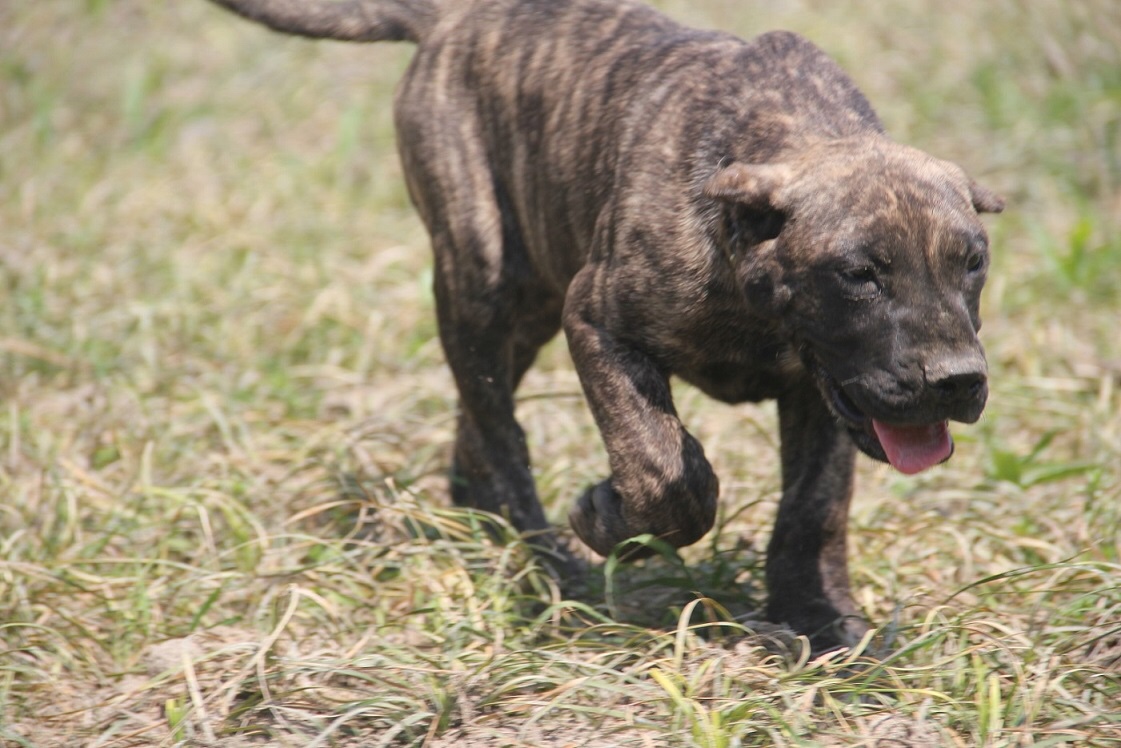 江苏地区西班牙加纳利犬幼犬便宜出售
