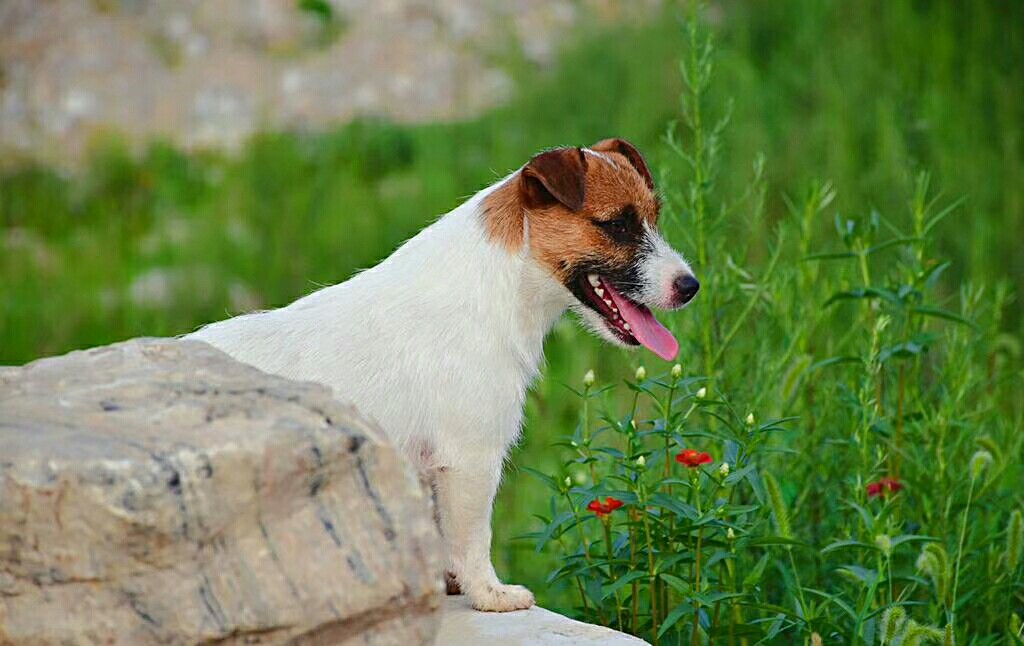 双血统杰克罗素梗成犬,碎毛,性格动力欲望一流