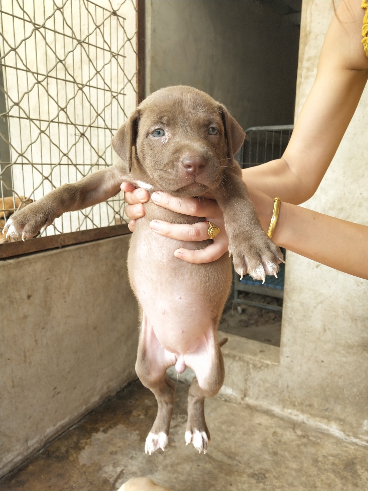 精品纯种巨型比特大黄的三个女儿 - 比特犬交易 - 猛犬俱乐部-中国