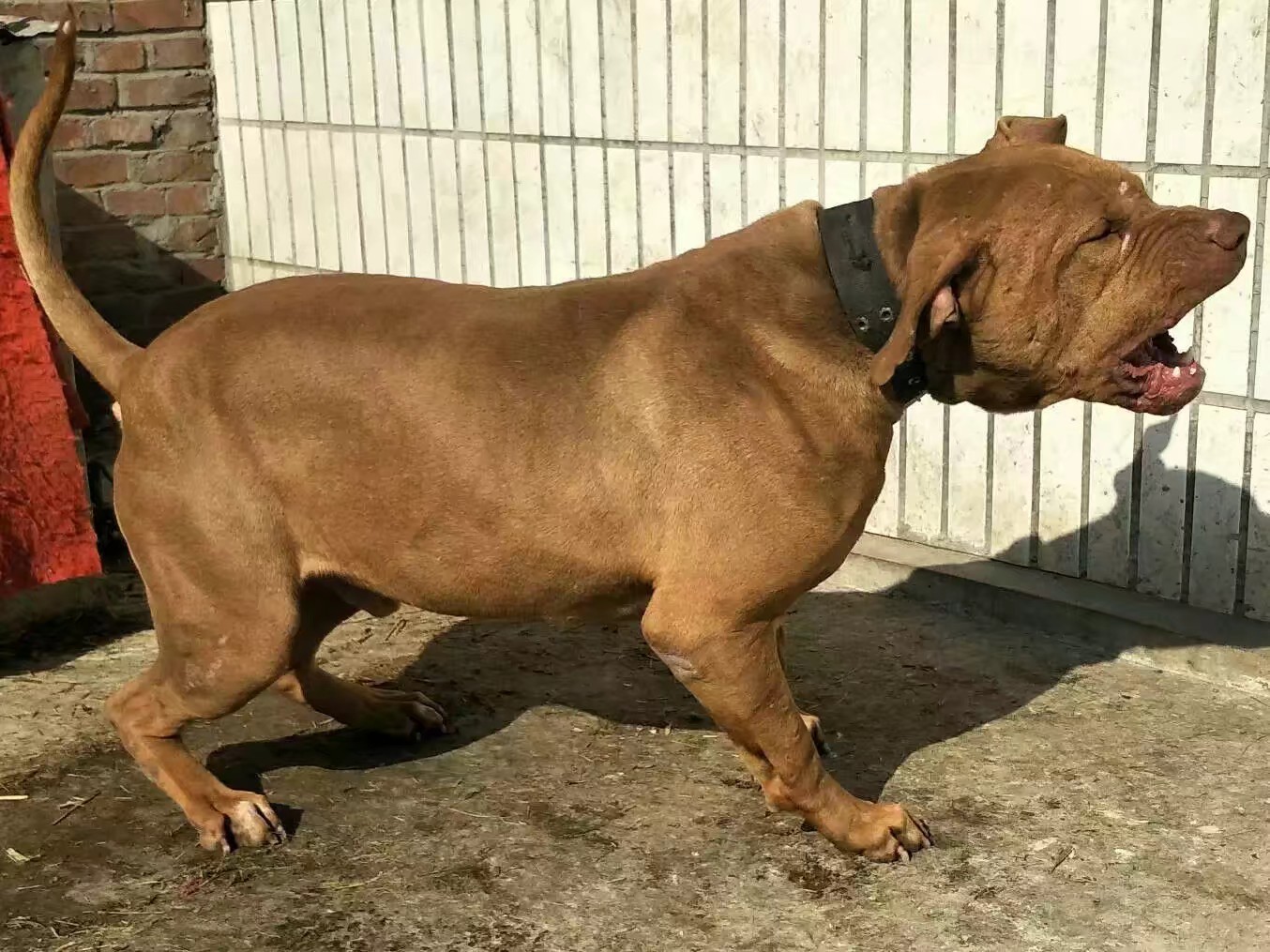 精品纯种巨型比特大黄的三个女儿 - 比特犬交易 - 猛犬俱乐部-中国