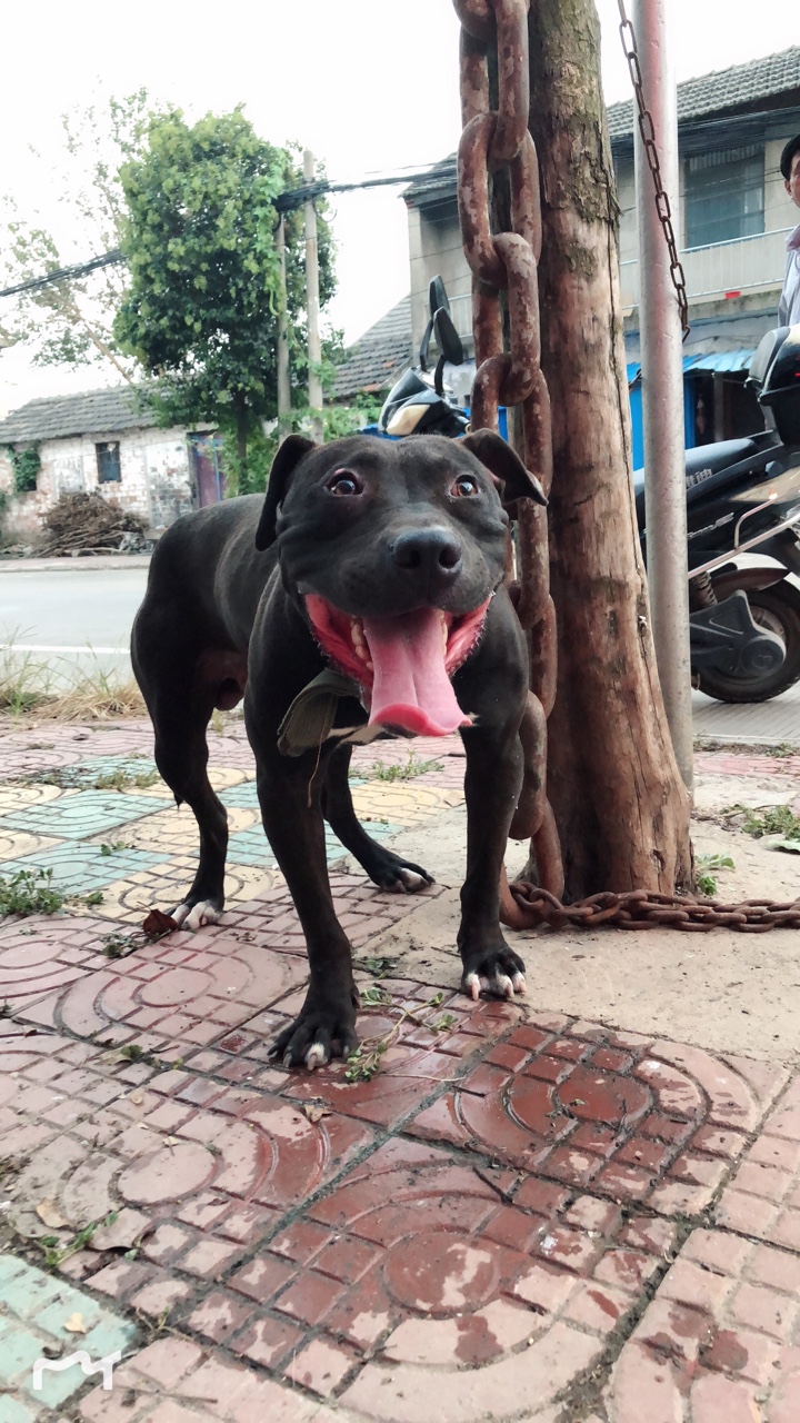 一条板凳后代 - 比特犬交易 - 猛犬俱乐部-中国具有影响力的猛犬网站