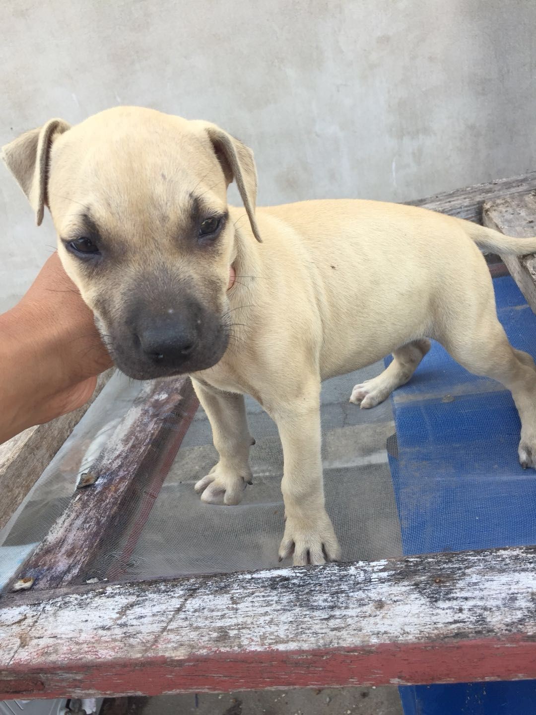 耶鲁与几多的搭配 - 比特犬交易 - 猛犬俱乐部-中国具有影响力的猛犬