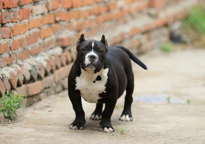 恶霸犬交易 - 猛犬俱乐部-中国具有影响力的猛