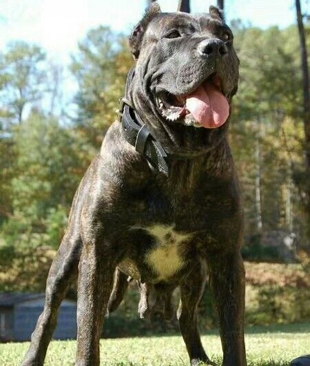 大母八月十二~三号刚配了优秀的红虎皮种公