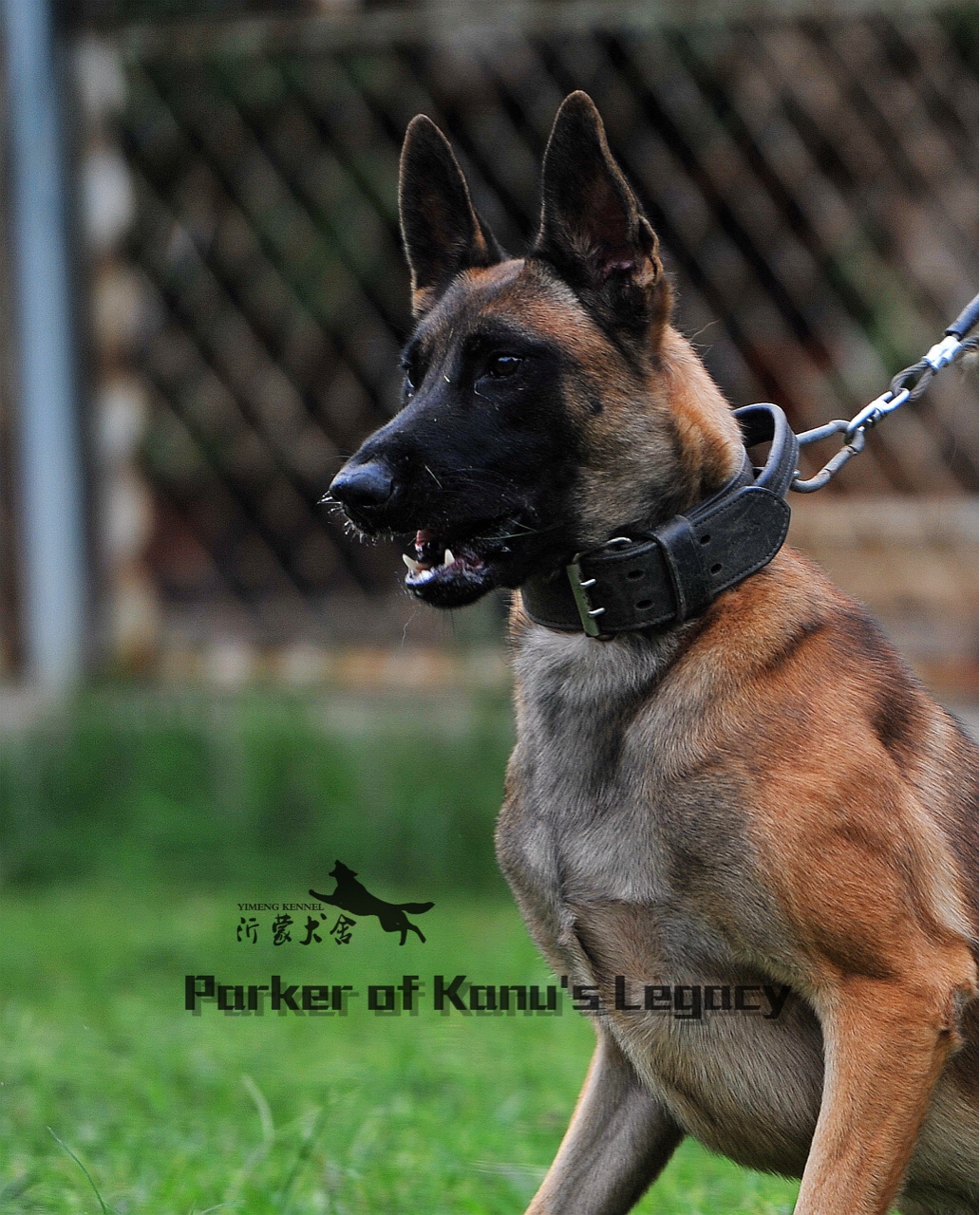 比利时引进马犬种公--山猫