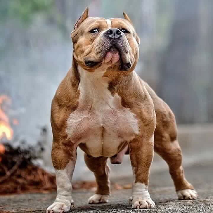 肌肉最发达的狗图片