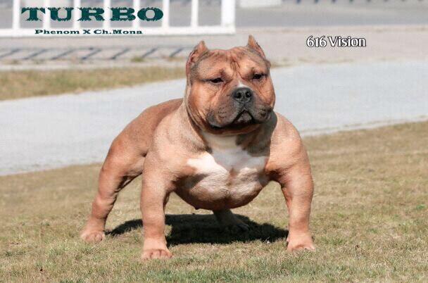 (三十二)火柴聊恶霸——恶霸犬的肌肉与夸张度