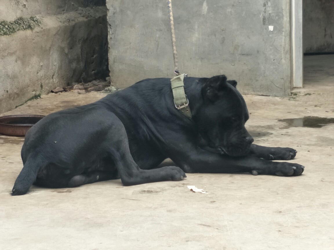 纯种卡斯罗对外开脚