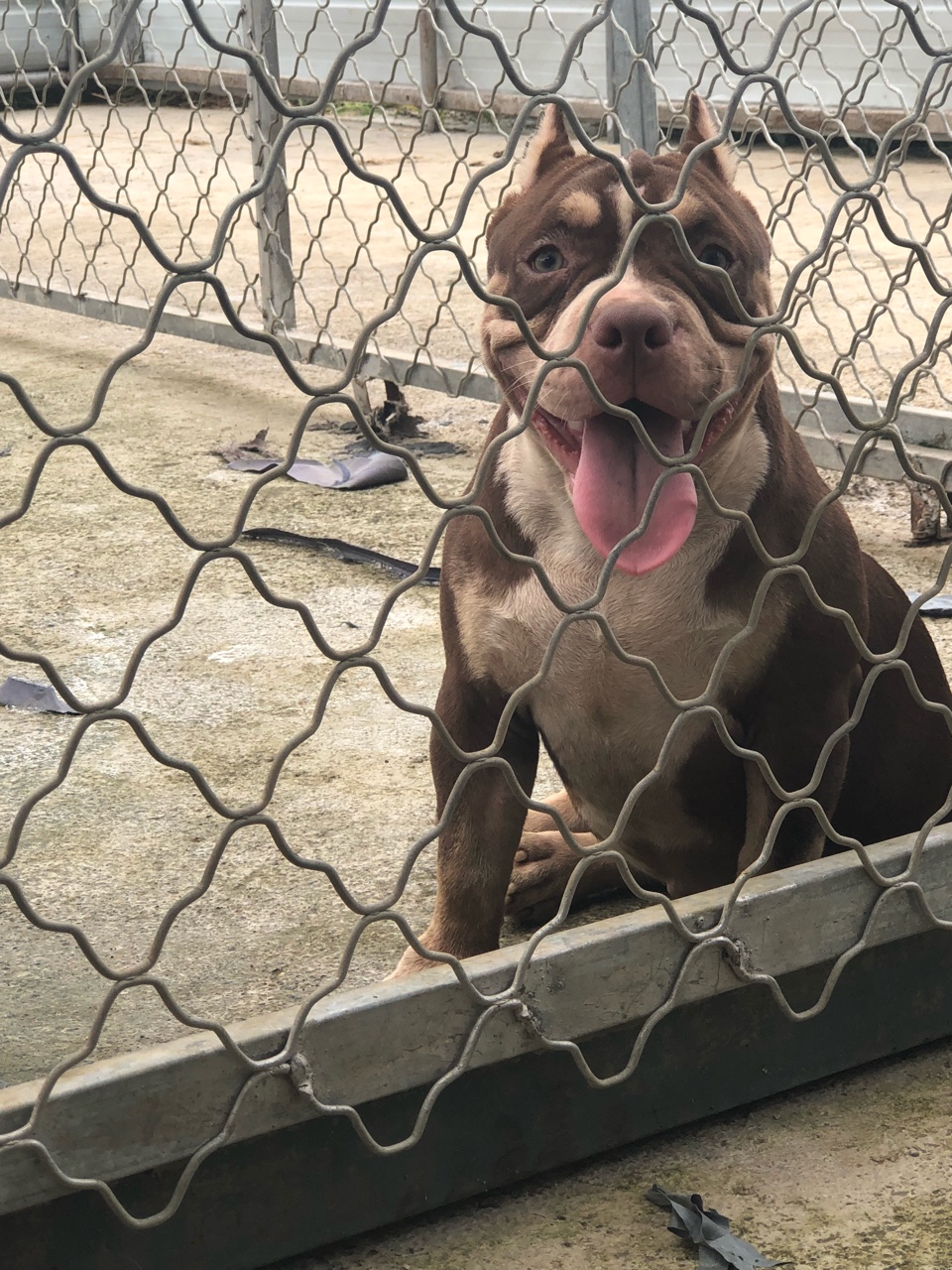 收购母犬体型好的