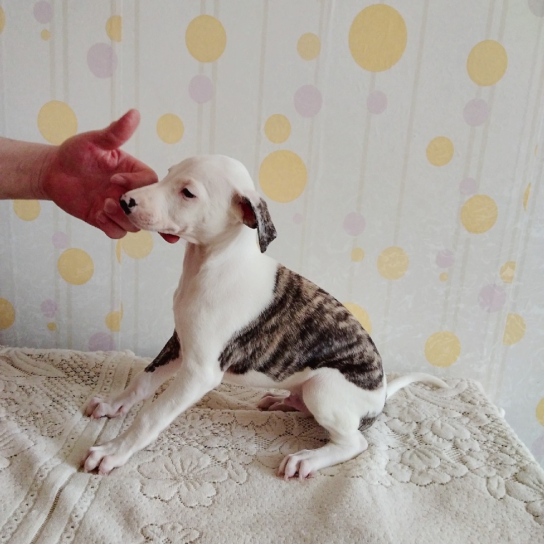 一窝双血统惠比特小狗.带ngkc出生纸和免疫证.50天支持中介.