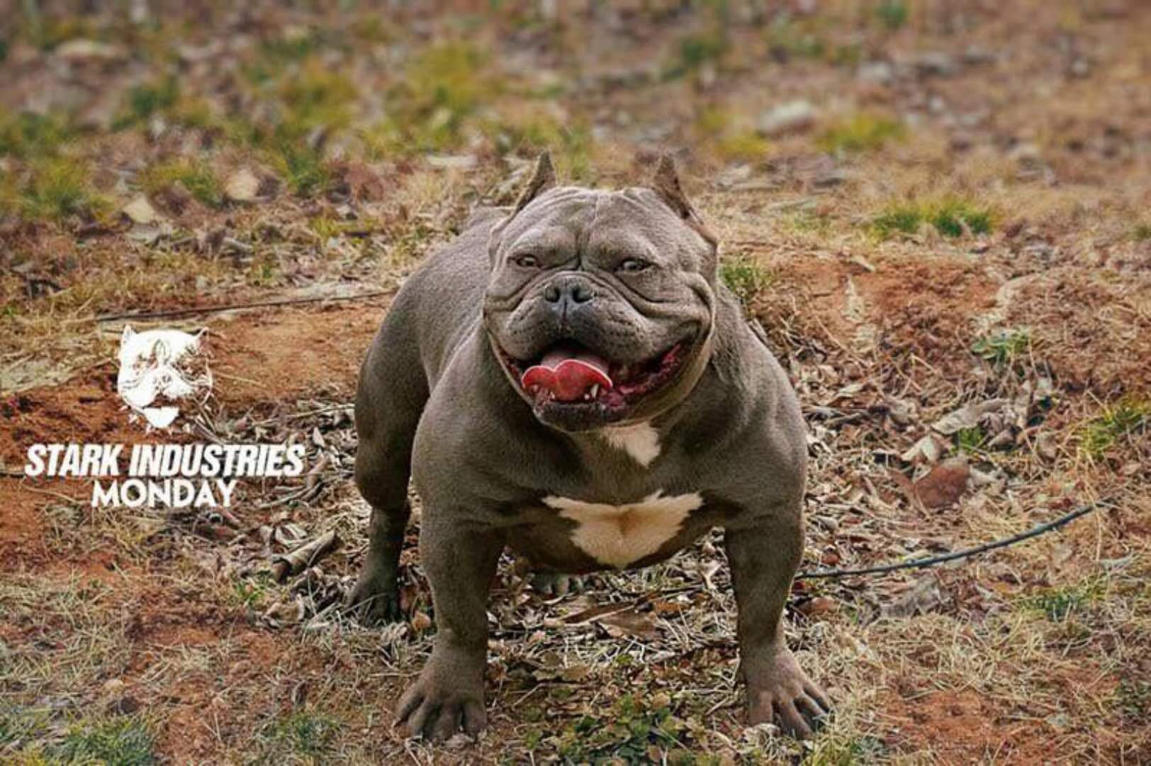 法官异色儿子 喜欢的来 8个月