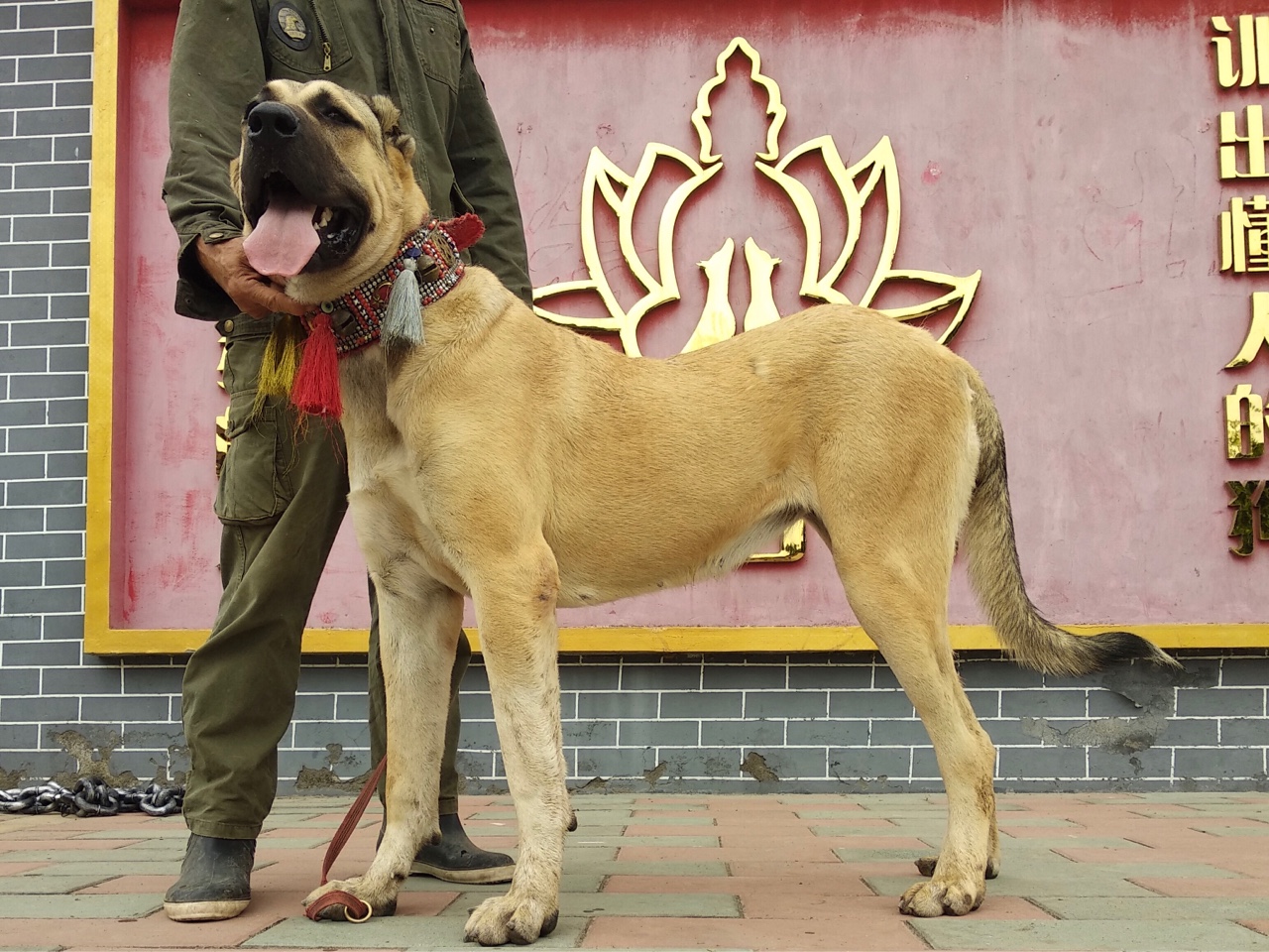 中国最大坎高赛曼女儿