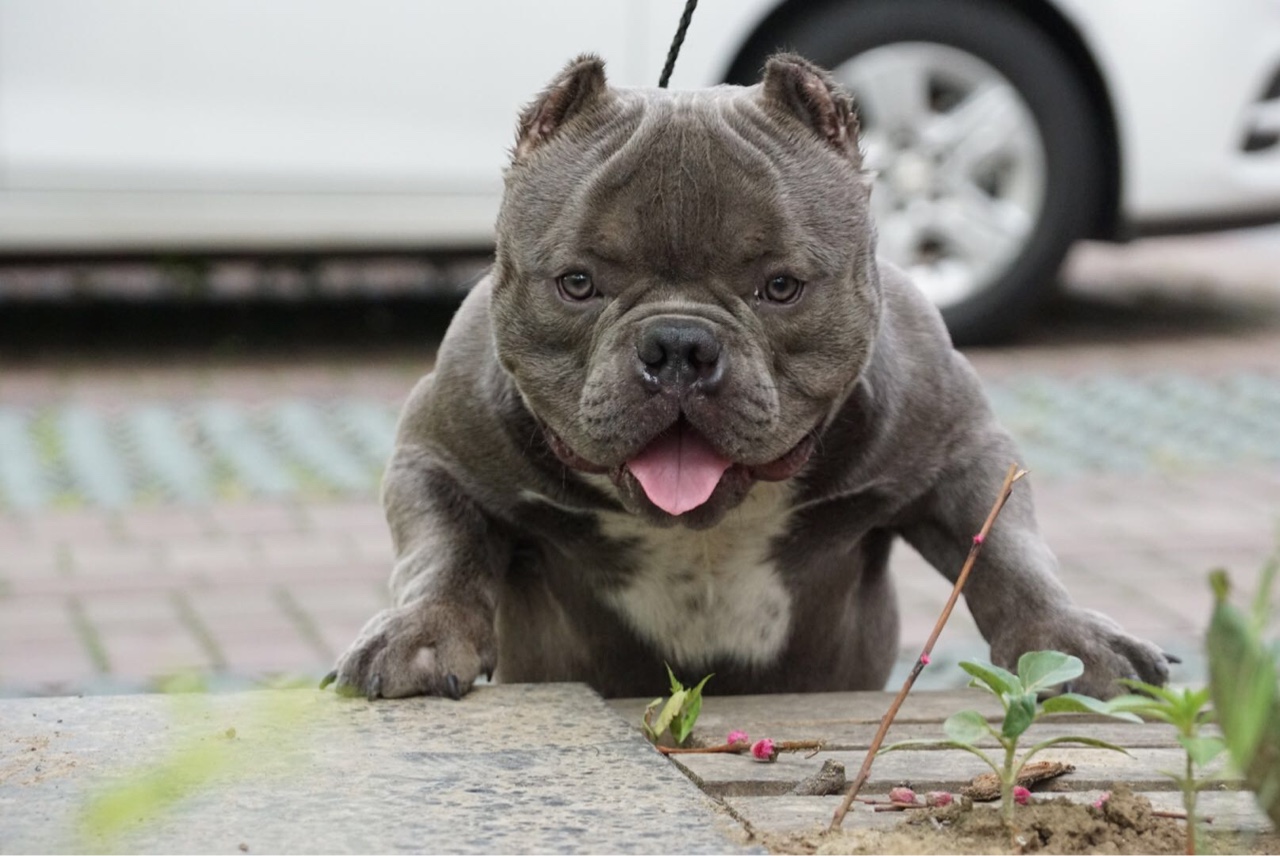 巨星cholo直子ricky对外纳妾
