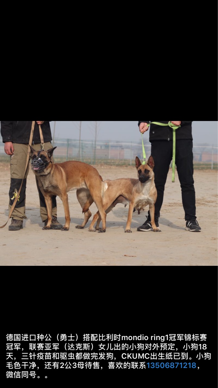 出售馬犬進口種公勇士配達克斯女兒,2公4母,代ckumc出生紙和芯片 - 馬