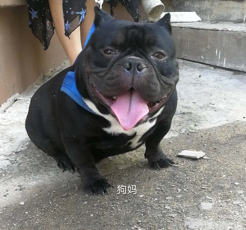 3个月的小恶霸,以后应该不错吧!