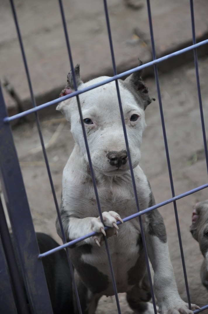 平民价小蓝斯一窝