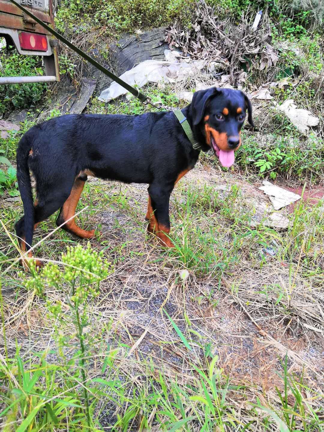 5个月罗威纳公犬带证书寻有缘人